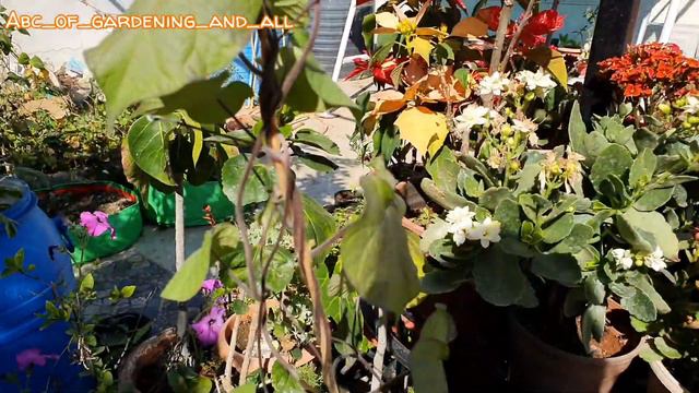 566.Keep morning glory blooming all season.(Hindi/Urdu)🏵🏵🏵 смотреть онлайн