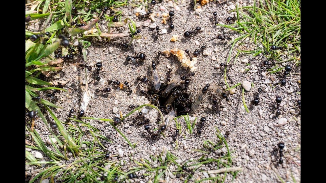 СПАСАЮСЬ от МУРАВЬЁВ только ЭТИМ СПОСОБОМ! убегают ВМЕСТЕ С ПОТОМСТВОМ! #shorts смотреть онлайн
