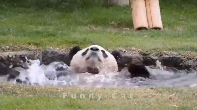 Смешные ПАНДЫ #6 / Лучшие приколы 2021 / Funny PANDA.