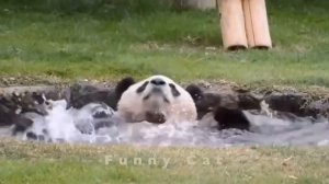 Смешные ПАНДЫ #6 / Лучшие приколы 2021 / Funny PANDA.