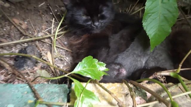 Кошка с котятами в надёжном месте