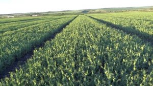 Горох, сорт Рокет. Различны нормы высева (6.06.18).