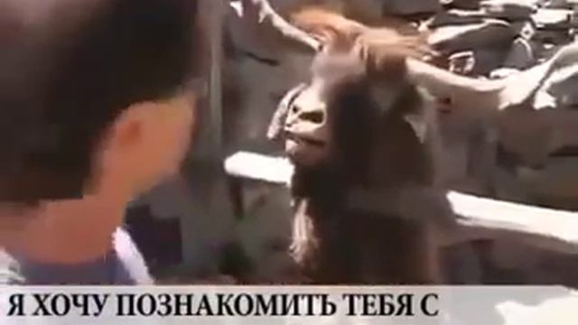 Юмор о продажах в МЛМ - типичная ситация смотреть онлайн