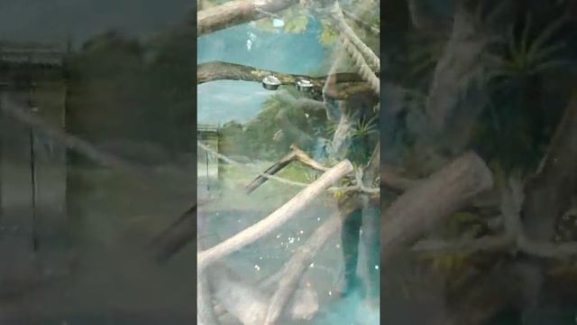 Зoo парк "ЛИМПОПО" г. Н. Новгород. смотреть онлайн