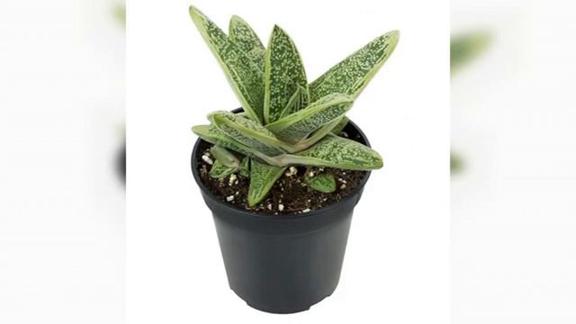 Gasteria ‘Little Warty’