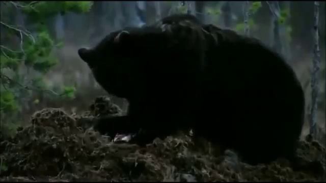 животные нашей планеты смотреть онлайн