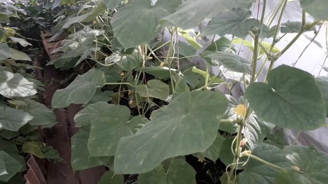 САМОЕ ОПАСНОЕ ДЛЯ ОГУРЦОВ?ТРИПСЫ И КАК ИЗБАВИТЬСЯ ОТ НИХ И СПАСТИ СВОЙ УРОЖАЙ??? смотреть онлайн