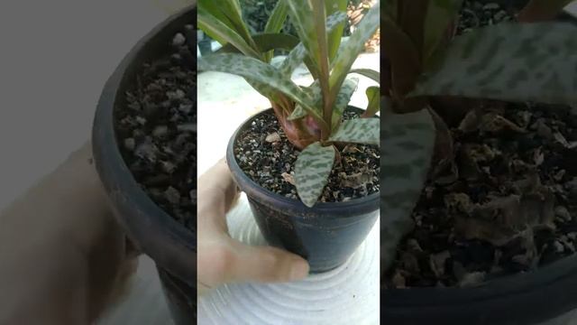 Silver Squill | Ledebouria Socialis | Gardening Experiments смотреть онлайн