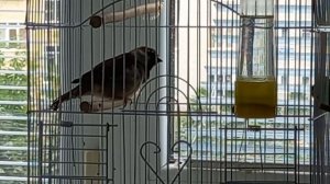 Певчий Воробей