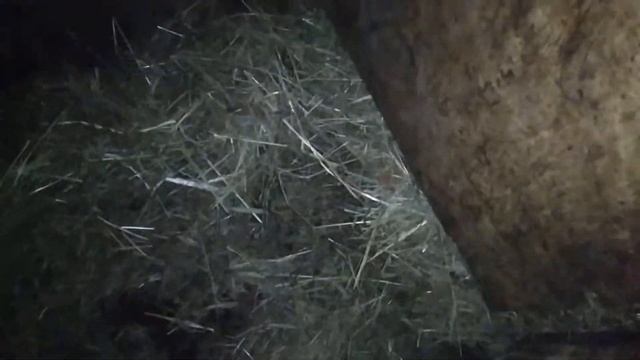 Замерзнет ли коза на такой подстилке?! новая кормушка, пух козы. смотреть онлайн