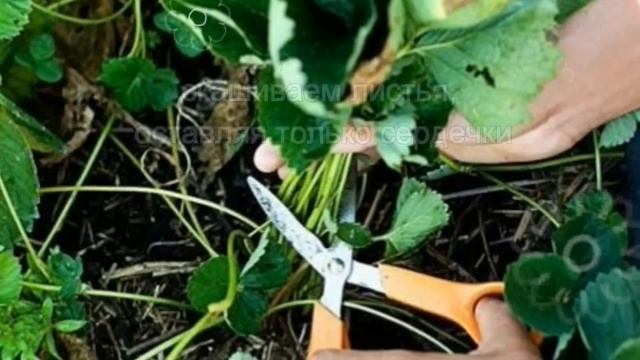 Готовим клубнику к зиме, обрезка и уход смотреть онлайн