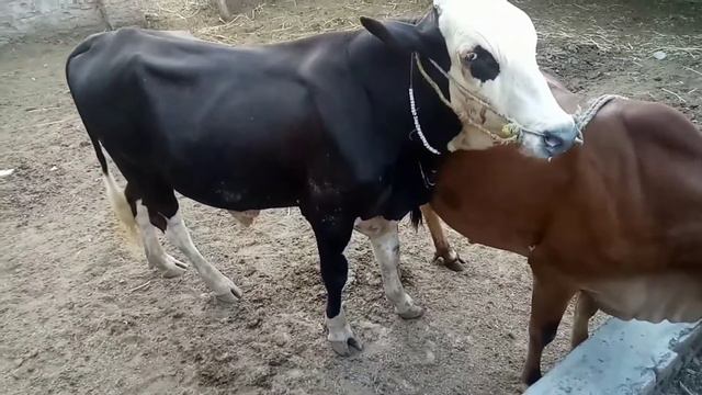 Animals Breeding | COWS Breeding | Desi Style Cows Breeding