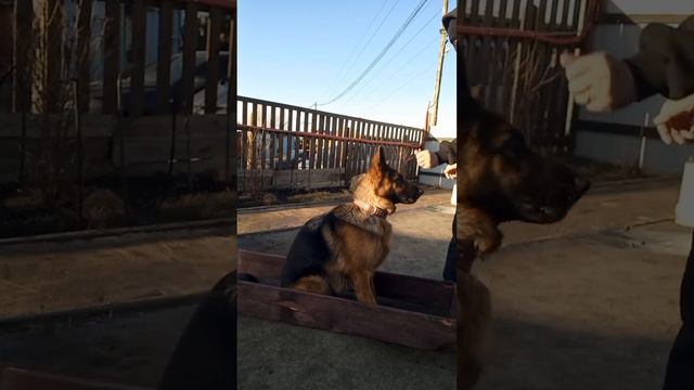 Подготовить к сдаче ОКД немецкую овчарку#немецкаяовчарка смотреть онлайн