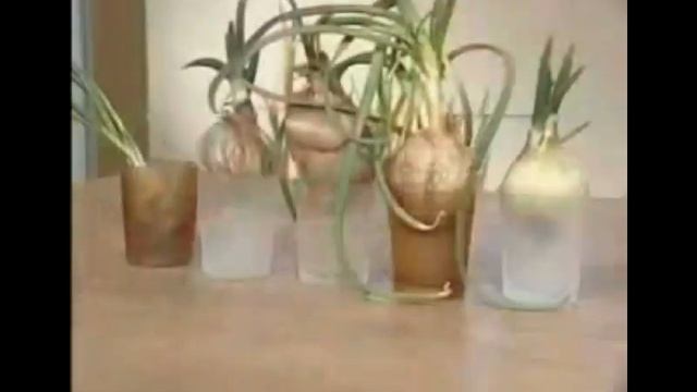 Домашняя гидропонная грядка Луковое счастье смотреть онлайн