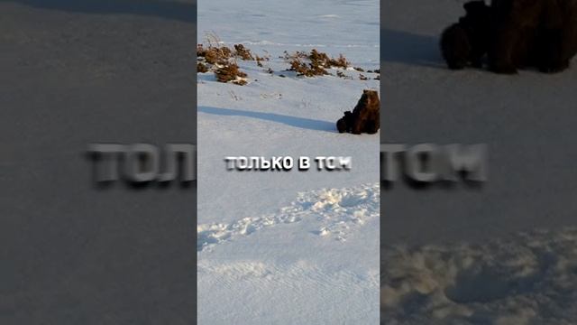 ? ФАКТЫ ПРО БУРОГО МЕДВЕДЯ! смотреть онлайн