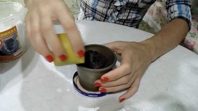 Глоксиния (синнингия) от клубня до цветения. смотреть онлайн