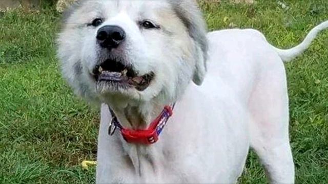 Уму непостижимо! Собаку продержали взаперти и не ухаживали за ней 6 лет! смотреть онлайн