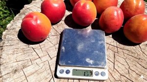 Меджик Кот. Крупноплодный ранний абрикос, селекции США. Apricot Megic Cot. Ранние сорта абрикоса.