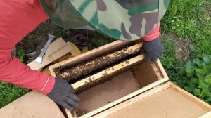 Противороевой отводок.