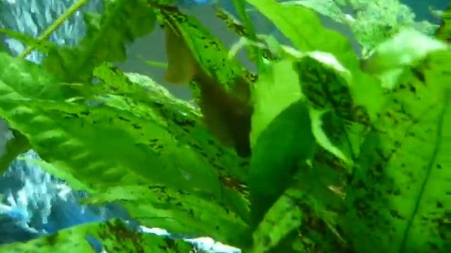 Hypostomus plecostomus gold смотреть онлайн