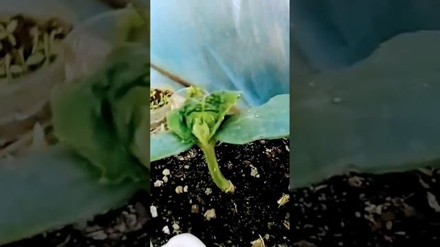 Двойной урожай огурцов без хлопот! #сад #огород #дача смотреть онлайн