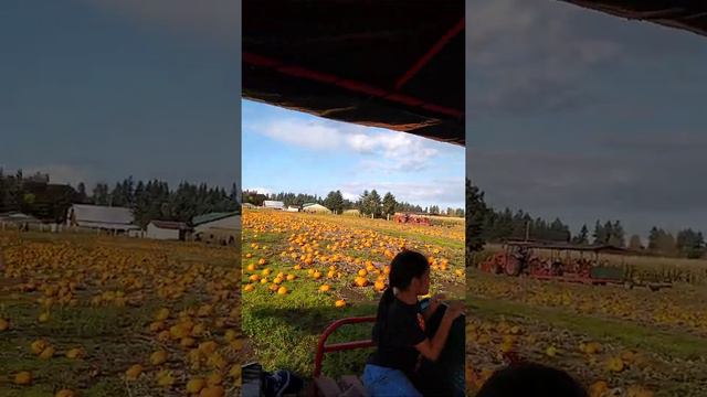 pumpkin patch at lacey washington by Ruben parjan смотреть онлайн
