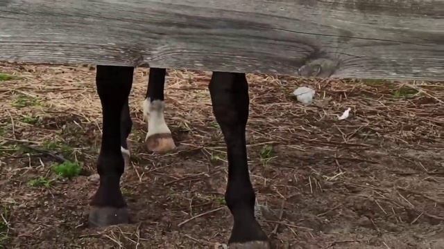 Лошадки) Я показываю лошадей какие есть у нас в посёлке смотреть онлайн