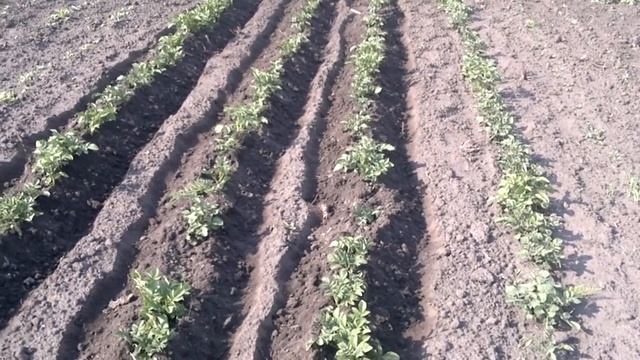 Ручное окучивание картофеля дисковым окучником смотреть онлайн