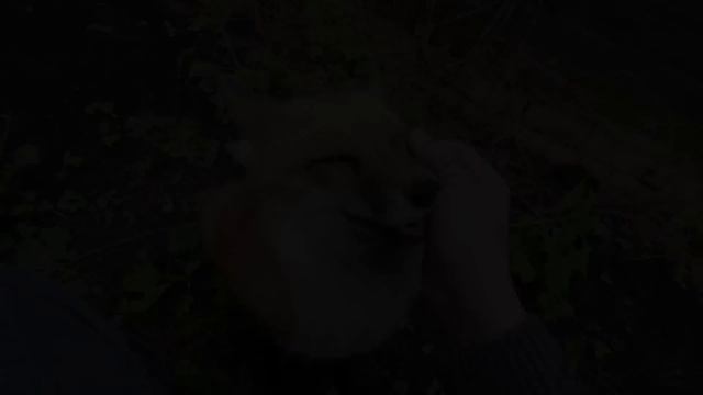 ЛИ СЯО. Алиса - Лиса. Лиса зовет мышь. смотреть онлайн