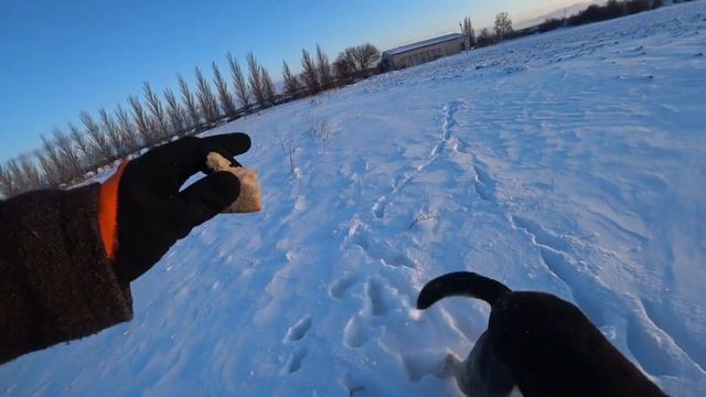 Сельский зимний Влог. Вечерняя прогулка с собакой смотреть онлайн