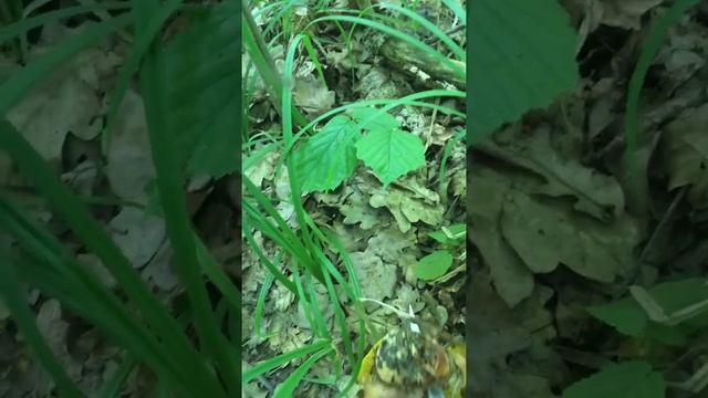 Поддубники смотреть онлайн