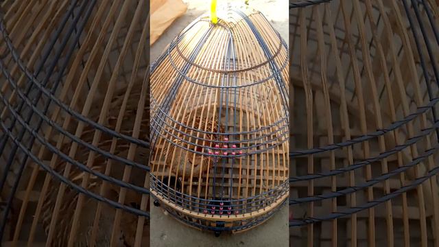 And see this bird speaking Southern partridge is a whistler #jdksno#beowh#gwjo#bdo #the #parrot смотреть онлайн