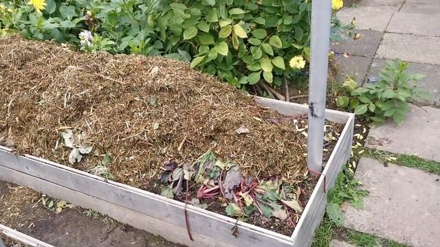 Посадка и сбор чеснока. Дача как хобби. смотреть онлайн