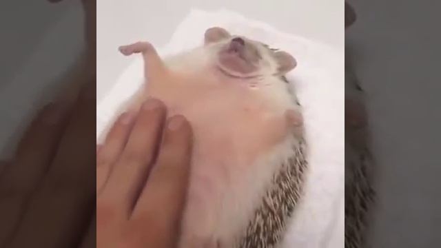 Довольный ежуня смотреть онлайн