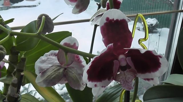 Подсветка для орхидей. Чем я подсвечиваю свои орхидеи . смотреть онлайн