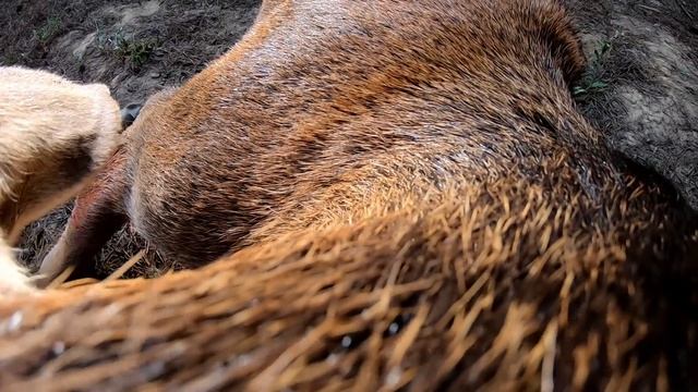 Hunting State Forests | 14 Point Red Deer Stag | How To Hunt Feeding Area's For Deer смотреть онлайн