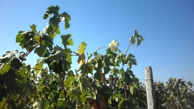 Санитарная обрезка виноградных кустов смотреть онлайн