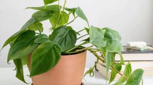 ОСТОРОЖНО! Цветы, Которые Нельзя Держать в Спальне