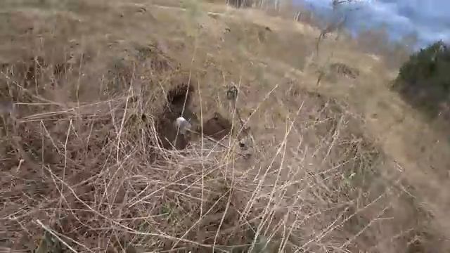 Этот участок я считал выбитым и не ездил туда... смотреть онлайн