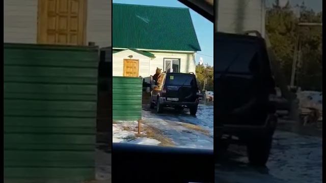 Медведь зашёл в гости. Обычный день в Сибири. смотреть онлайн