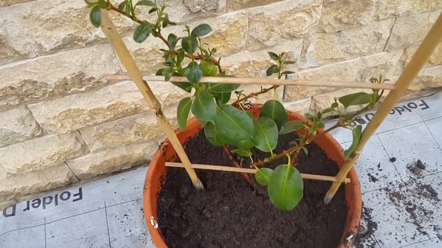 Дипладения -  НЕ повторяйте моих ОШИБОК! / Diplomas - DO NOT Repeat My MISTAKES!