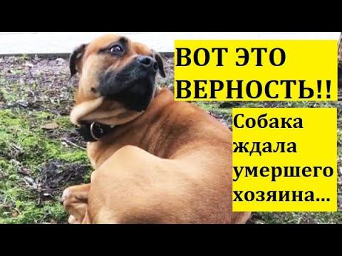ВОТ ЭТО ВЕРНОСТЬ!!!Собака ждала умершего хозяина...
