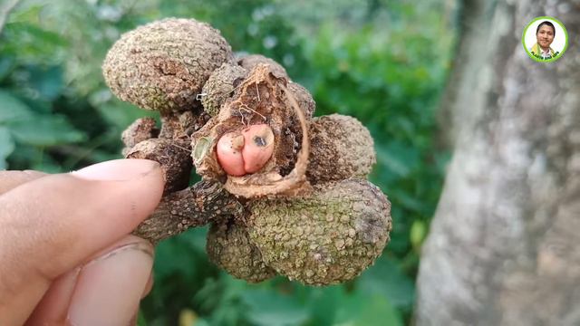 স্বর্ণচাপা, স্বর্ণচাম্পা, স্বর্ণচম্পক, চাঁপ, চম্পক, Joy Perfume Tree, Magnolia champaca, Jade Orchi смотреть онлайн