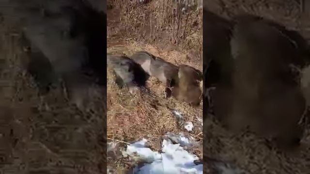 Дикие свиньи дохнут в Приморье смотреть онлайн