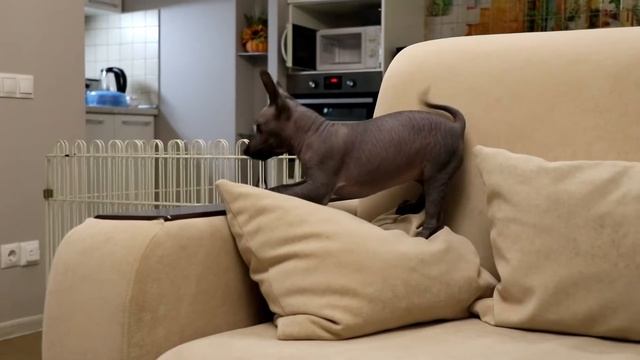 Шефердия смотреть онлайн