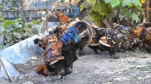 Павловская Золотистая, #куры,  Алтай, Первый снег, Солнечное Гало, Осень #Pavlovskie_Chickens