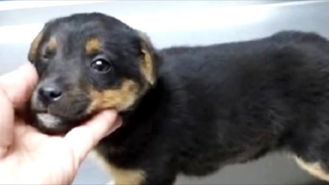 Щенок плакал и не мог поверить, что его выбросили. Но вдруг он услышал голос! смотреть онлайн