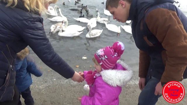 ⭐Берег Черного моря. Бусики-двойняшки кормят лебедей и других птичек. смотреть онлайн