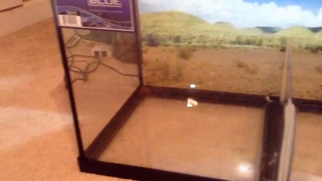 Half water half land setup / terrarium смотреть онлайн