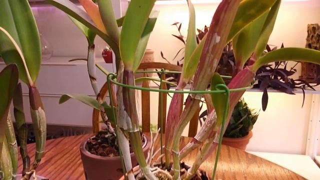 Каттлеи в домашних условиях смотреть онлайн